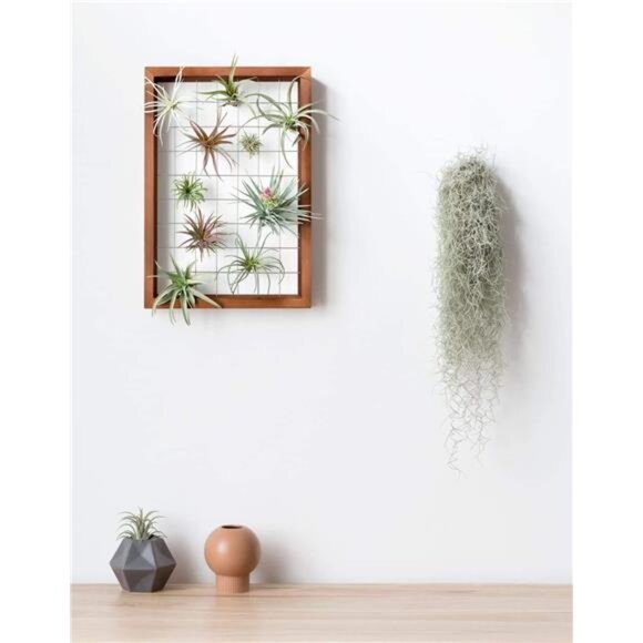 Air Plant Frame Hanging Airplant Holder Tillandsia Display Hanger Wooden Shelf - Picture 2 of 8